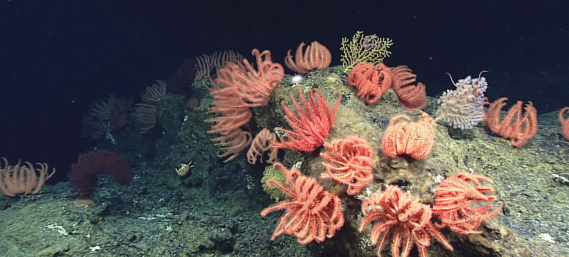 D2 discovered one of the largest aggregations of brisingid sea stars anyone on the ship had ever seen. Papahānaumokuākea. Credit: NOAA Office of Ocean Exploration and Research