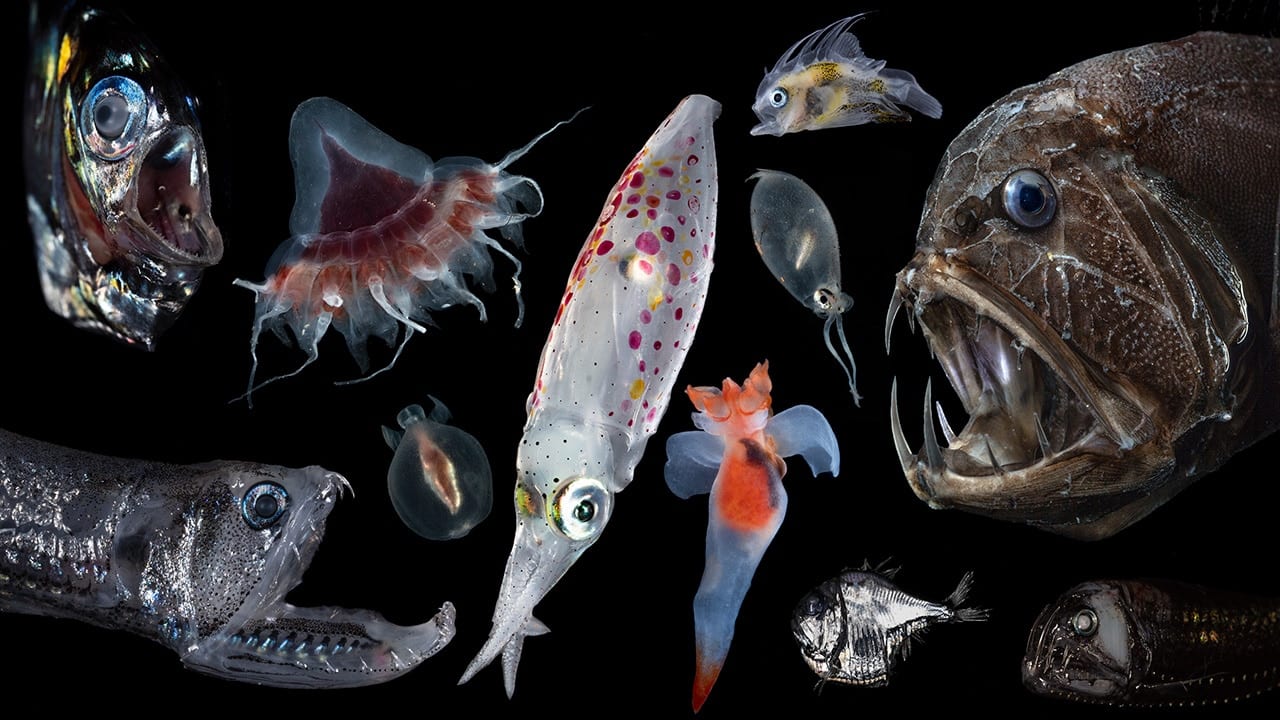 Photo Credit: Caiger/Woods Hole Oceanographic Institute