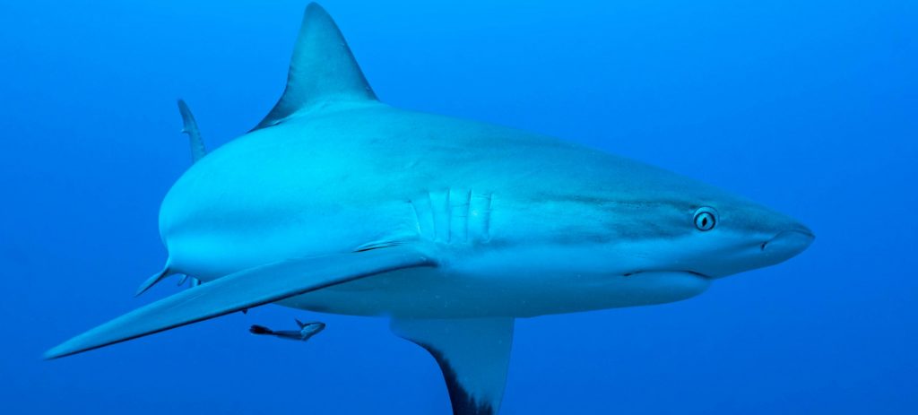 Caribbean reef shark