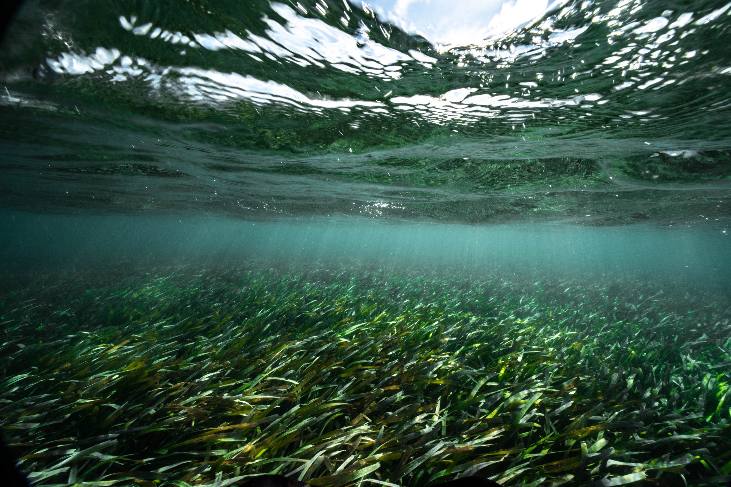 Reefs of Gardens of the Queen sea grass sea grass