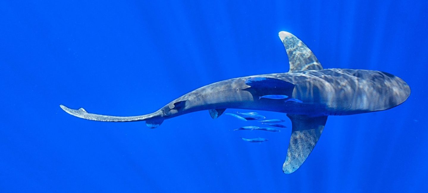 Photo: Cristina Mittermeier