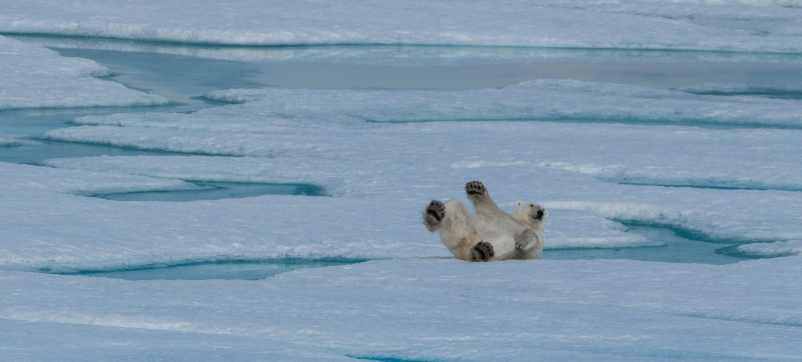 Polar bears, belugas. Northwest Passage 2017