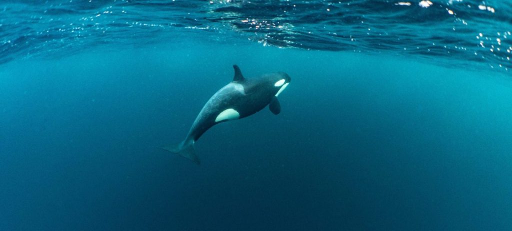 The great orca fjords of Norway