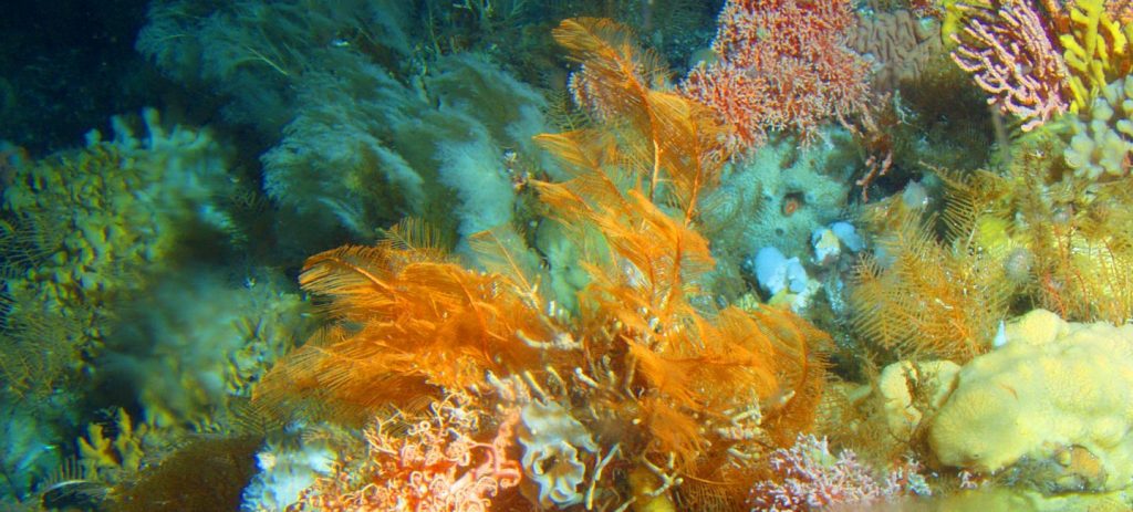 Photo: Alberto Lindner/NOAA