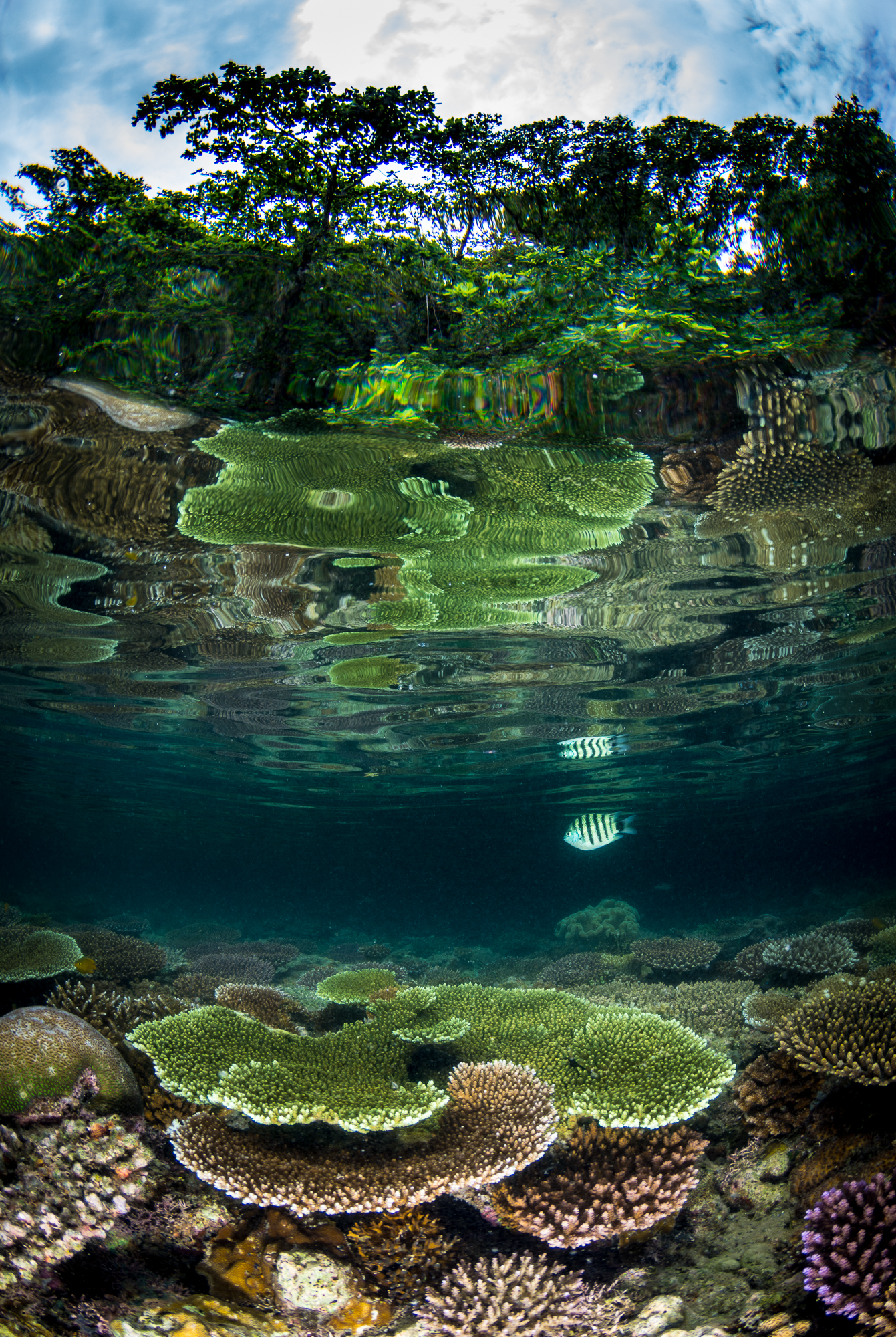 Photo: Matt Curnock/Coral Reef Image Bank