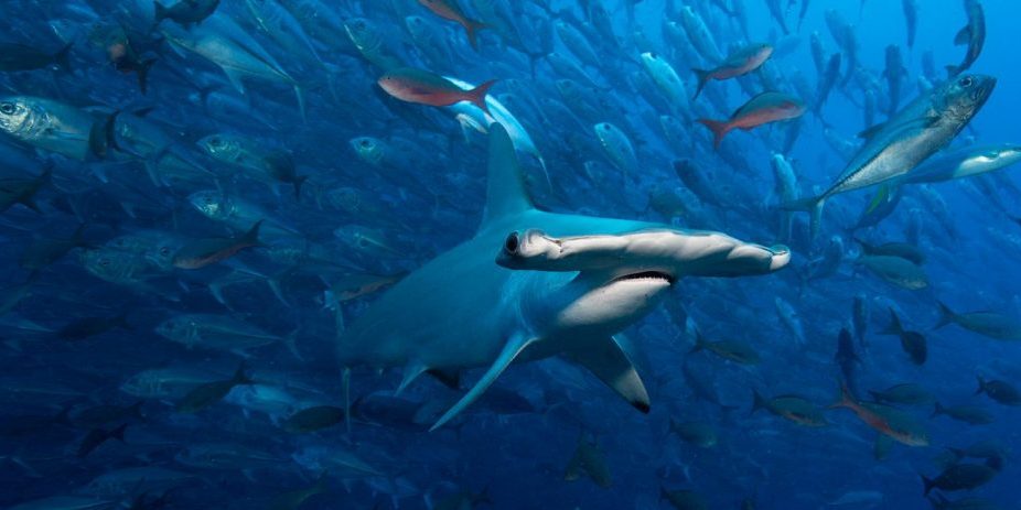 Blue Park Nominate Banner