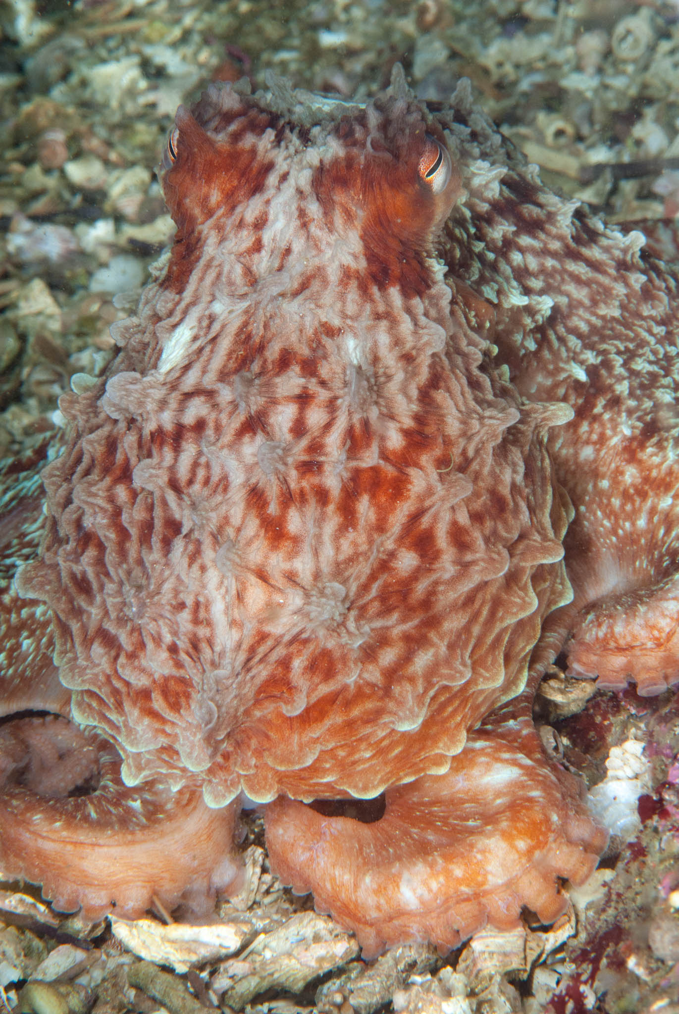 <a href=index-203.html target="_blank" rel="noopener noreferrer">Photo: Clinton Bauder</a>