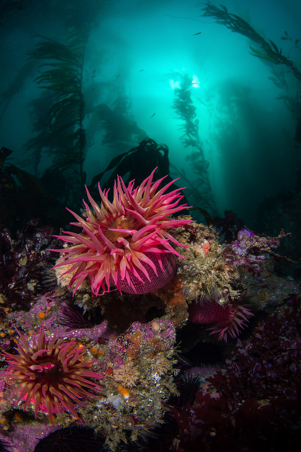 Rose Anemones dot the reef around San Miguel Island, California