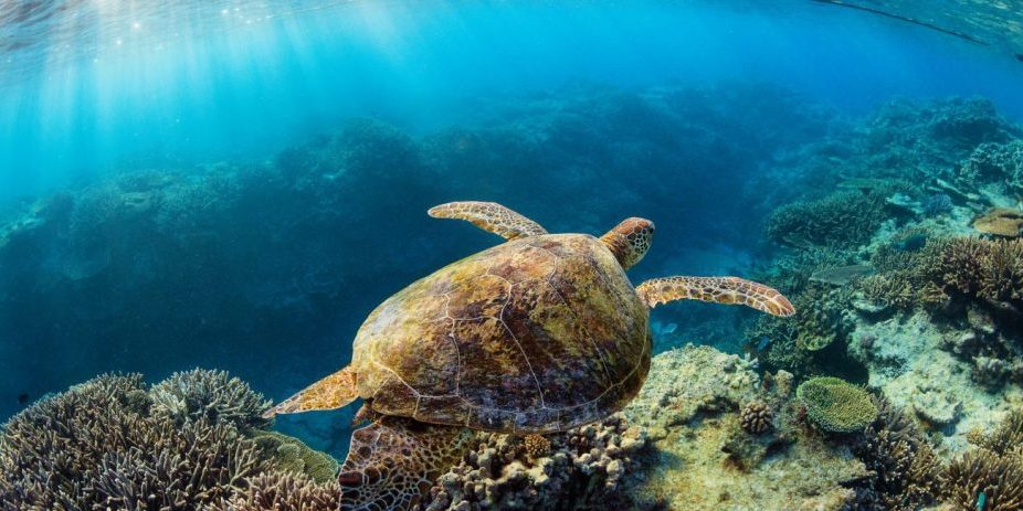 Blue Parks Criteria Cover Photo IYORBank_Animals_Jordan_Robins_2