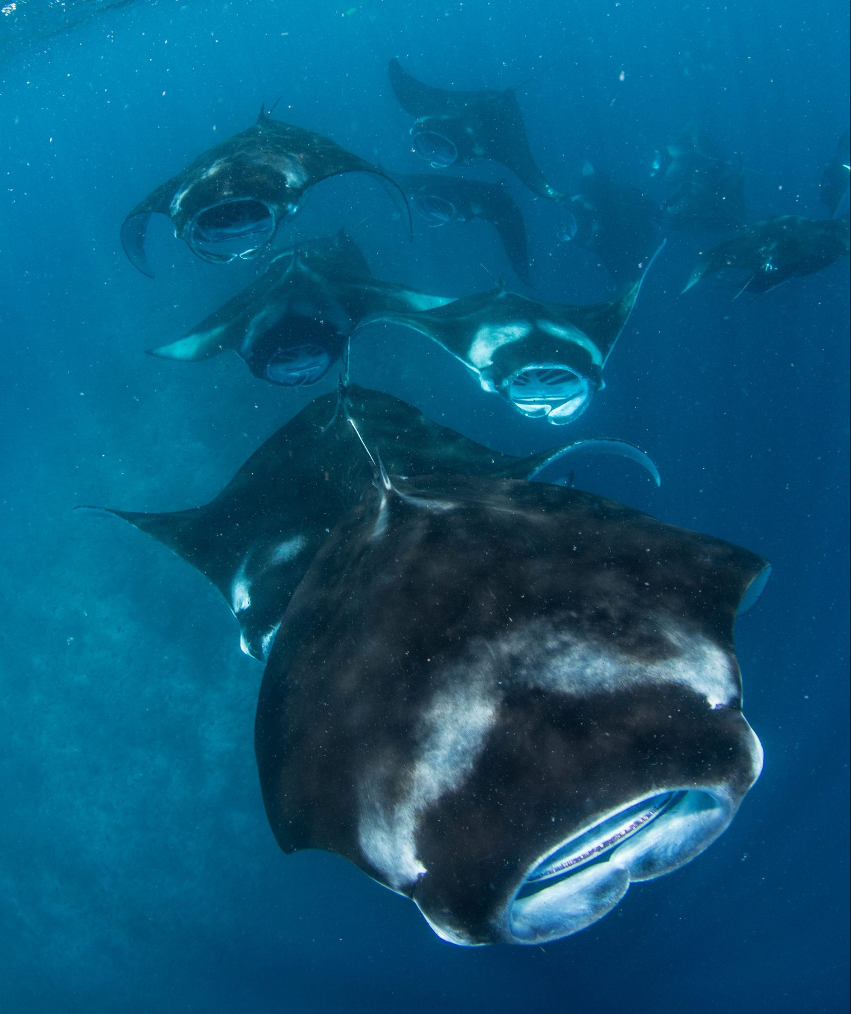 Photo: Simon Hilbourne/Coral Reef Image Bank