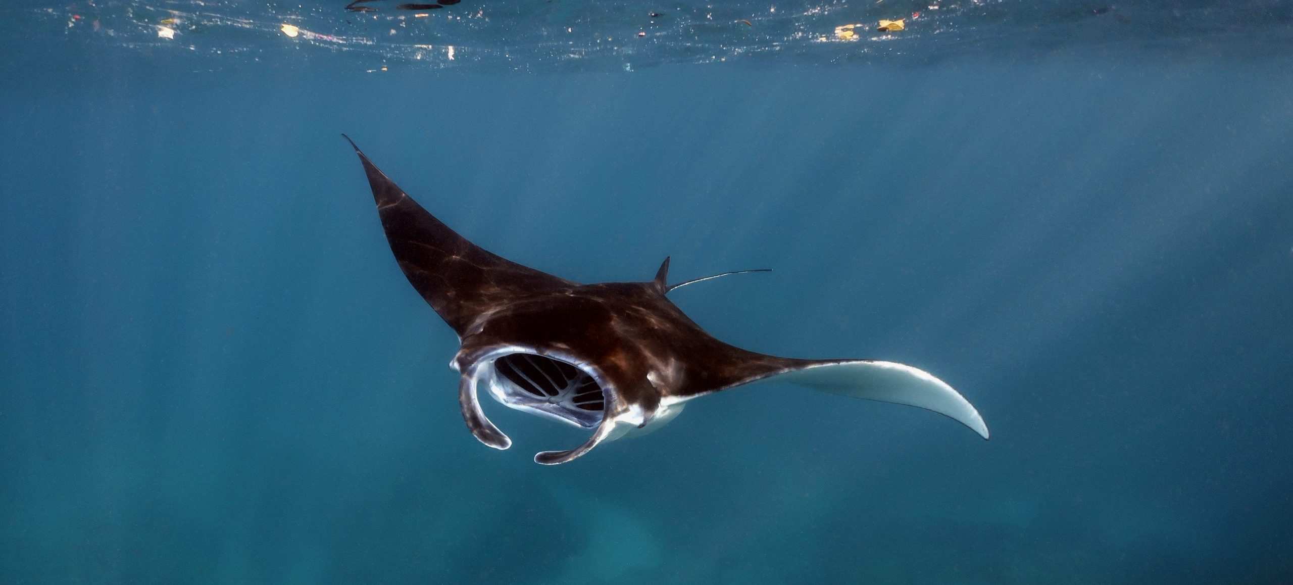 Photo: Anett Szaszi/Coral Reef Image Bank