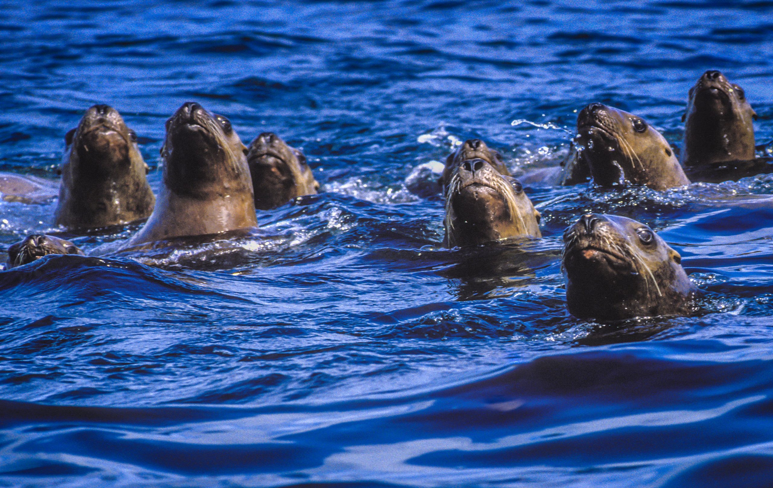 Photo: Jett Britnell/Coral Reef Image Bank