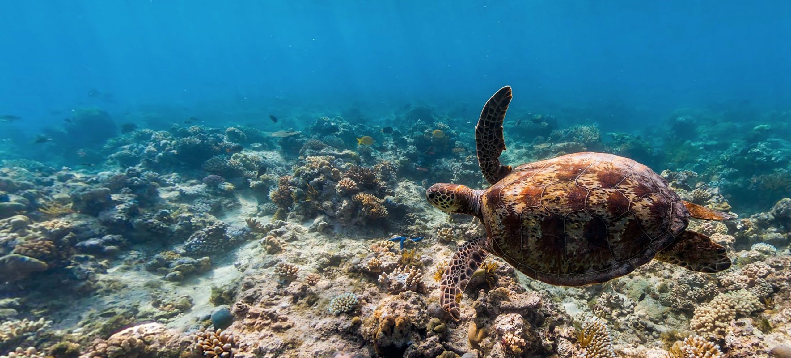 Photo: Coral Reef Image Bank