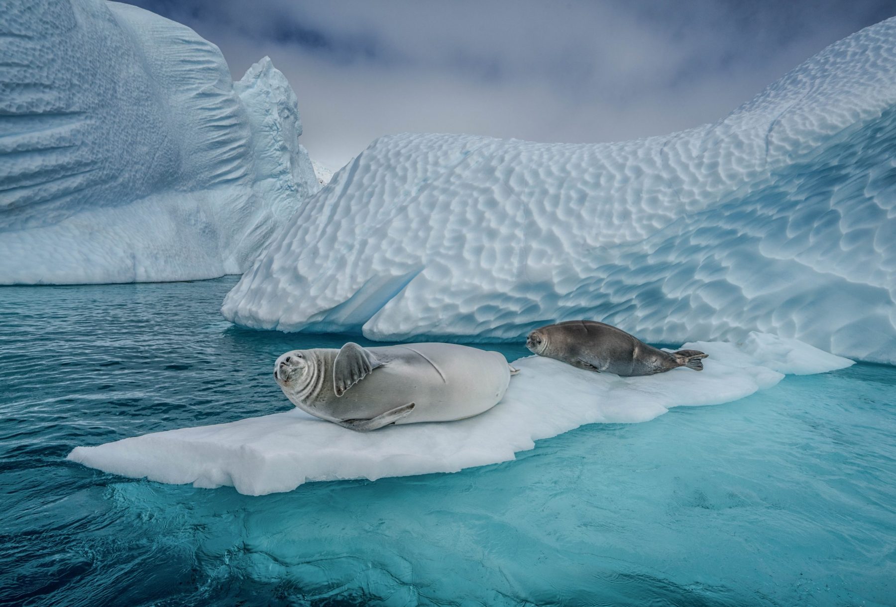 Crabeater seals and icebergs, Cuverville