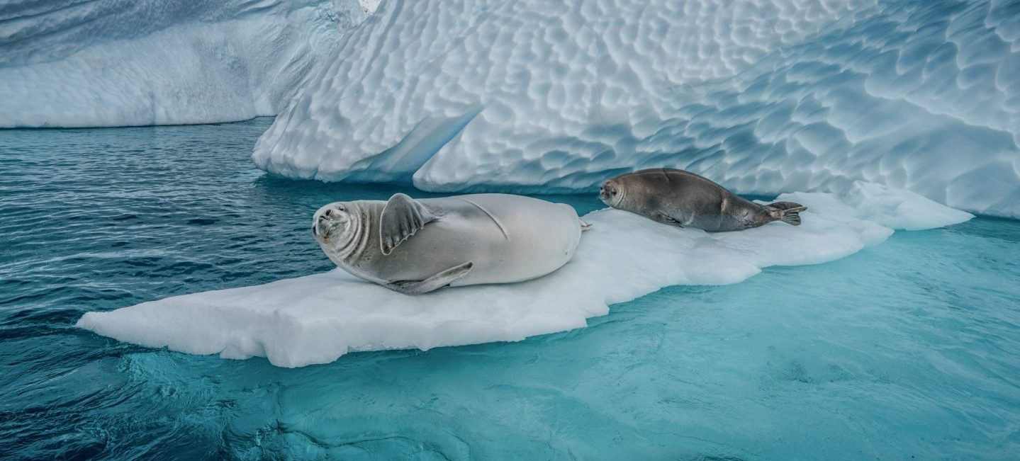 Crabeater seals and icebergs, Cuverville