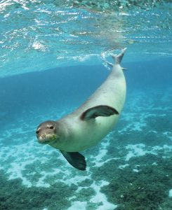 Hawaiian Monk Seal