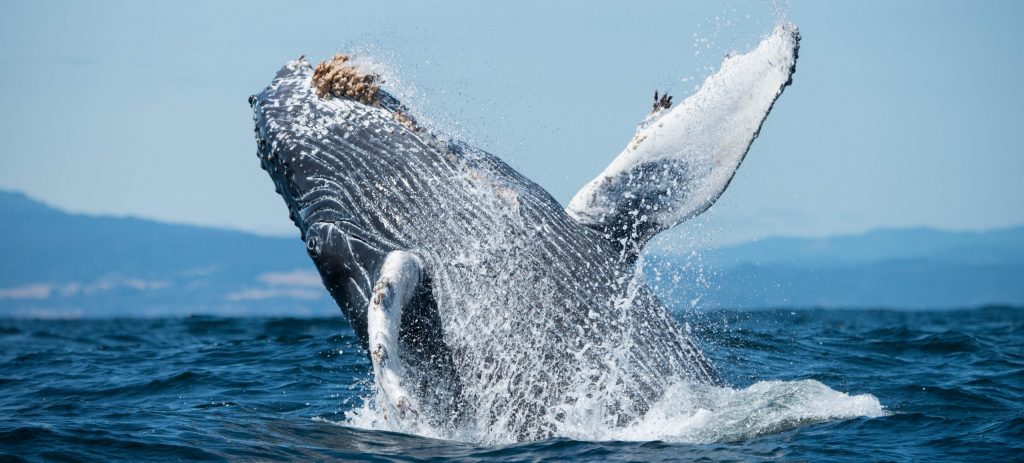 Photo: Clinton Bauder 