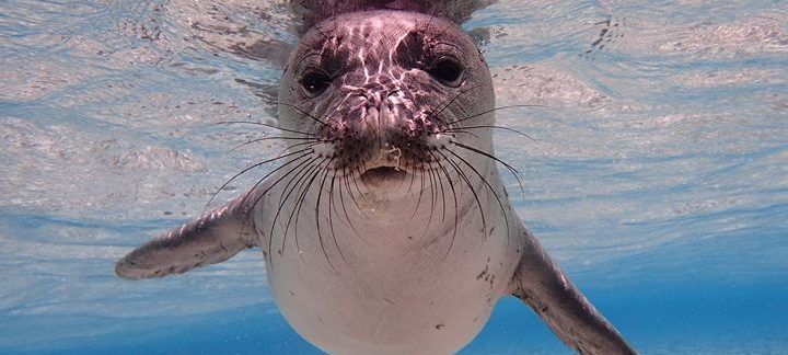 Hawaiian monk seal