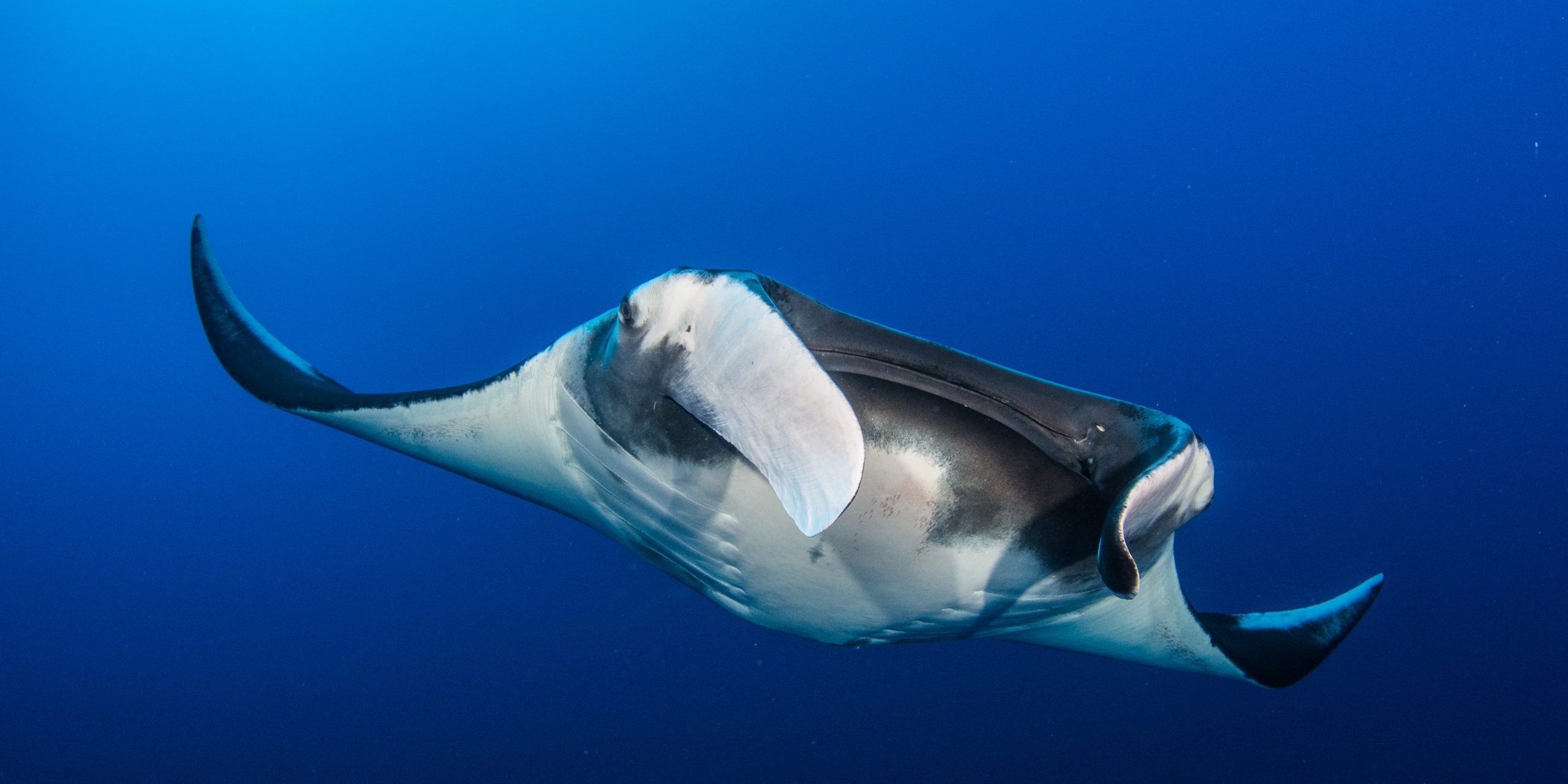 Simon Hilbourne / Ocean Image Bank