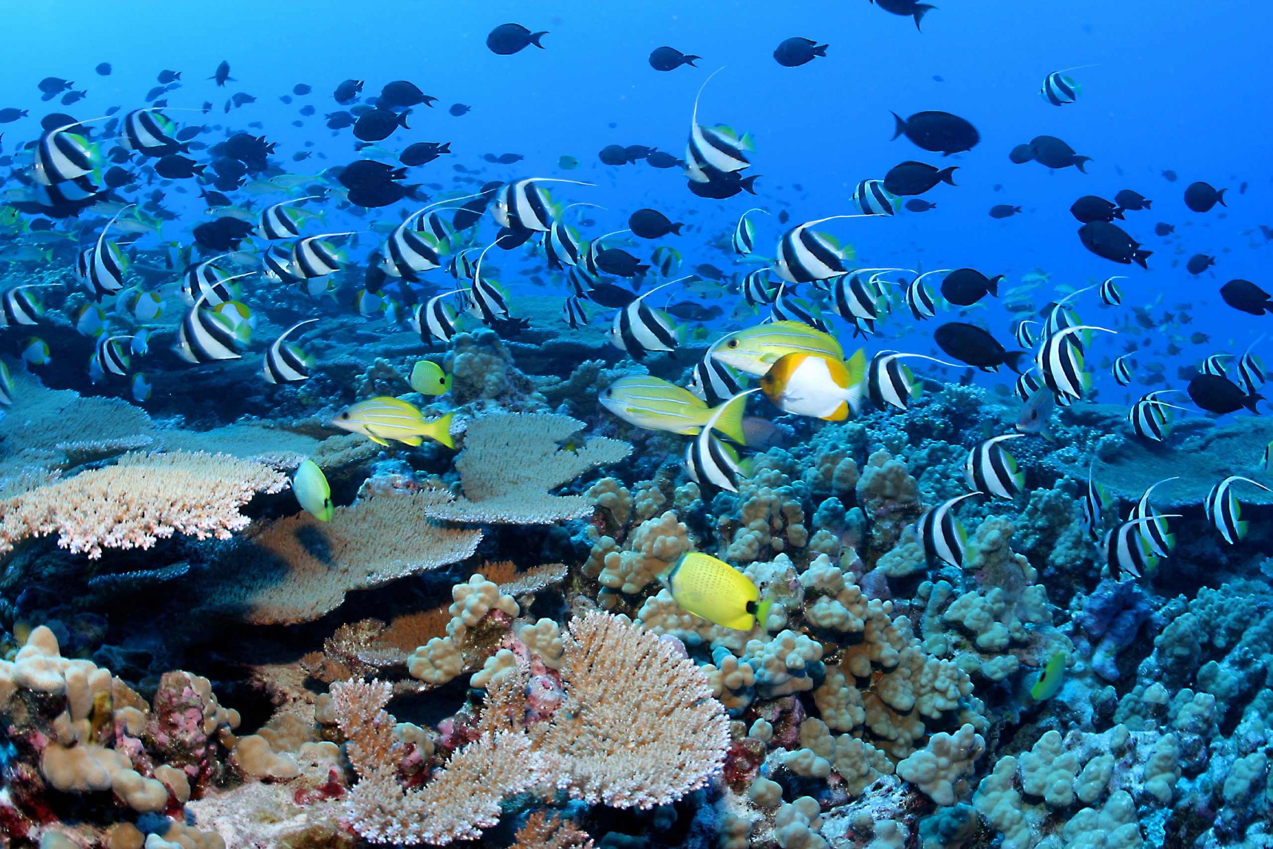 Clouds of reef fish and corals, French frigate shoals, NWHI