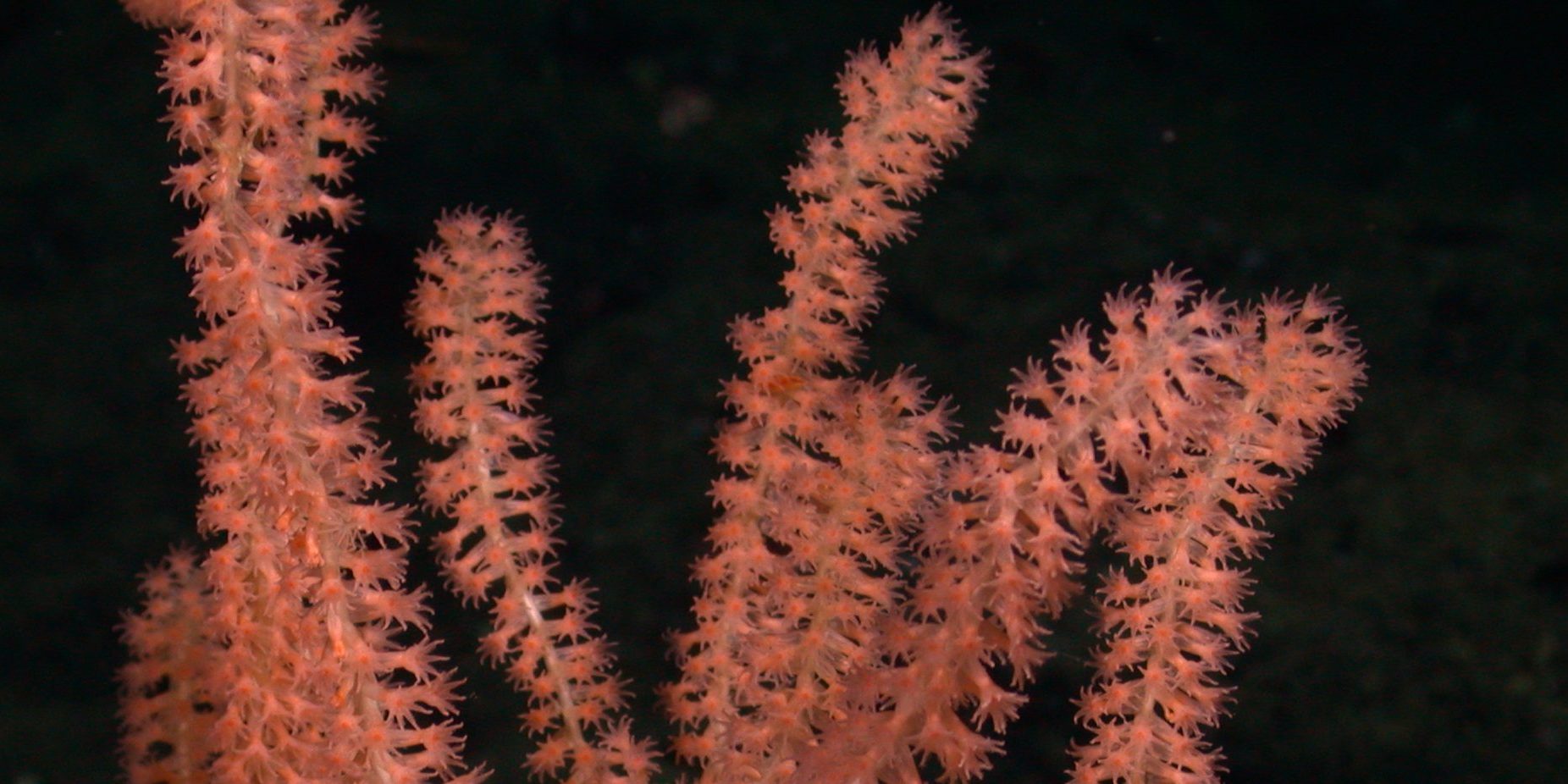 Tiburon Dive# 665

Lat= 33.10970306
Lon= -120.95613098

Depth= 681.7 m  Temp= 4.868 C  Sal= 34.276 PSU  Oxy= 0.32 ml/l  Xmiss= 85.8%

Source= digitalImages/Tiburon/2004/tibr665/DSCN6478.JPG
Epoch seconds= 1083520128
Beta timecode= 03:10:29:17