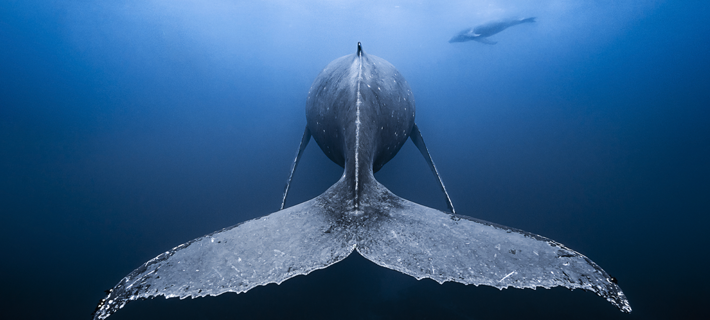 Photo: François Baelen/Coral Reef Image Bank