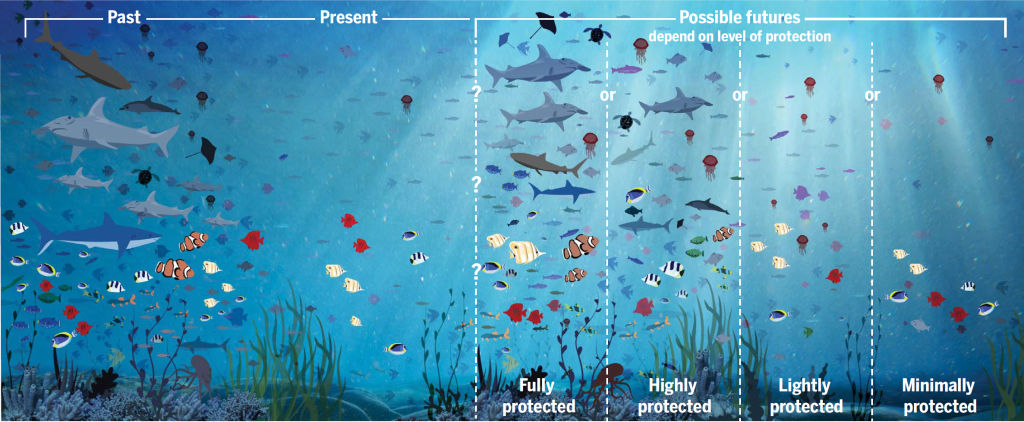 The level of protection of MPAs directly influences their conservation outcomes and the future state of the ocean. (As seen in  Grorud-Colvert et al. 2021 )