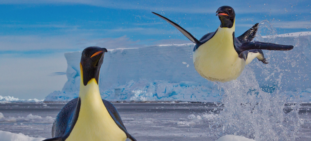 Photo: Paul Nicklen 